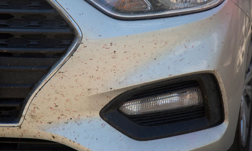 How Much Damage Can Insects Do to Your Vehicle?