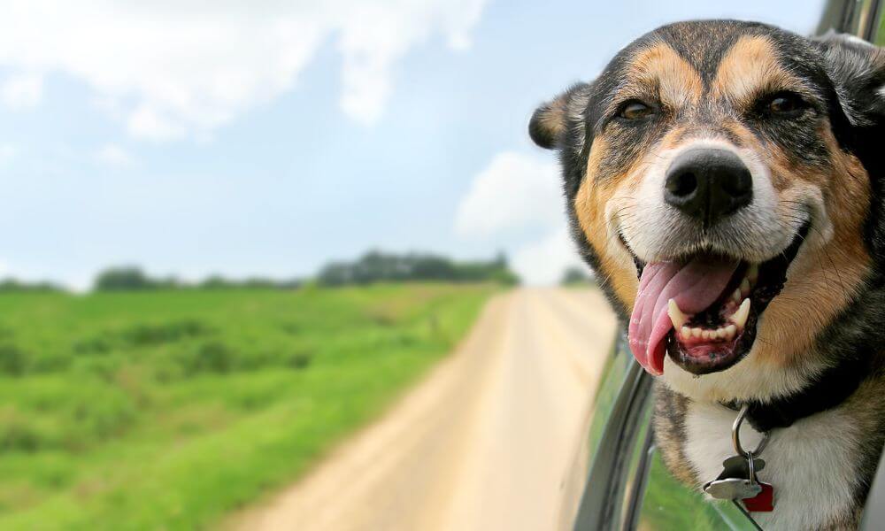 The Most Effective Methods for Dog-Proofing Your Truck