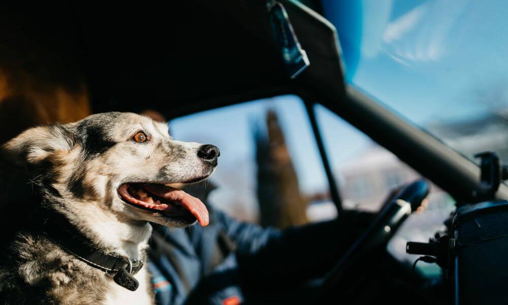 Driving With Pets: 3 Solutions To Keep Your Vehicle Clean