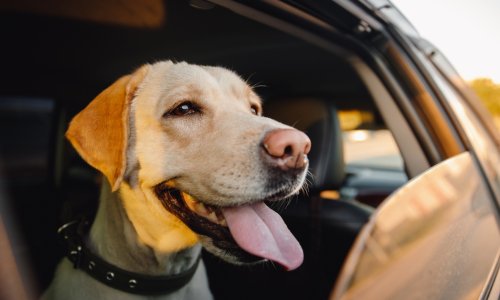 A golden Labrador sits in the back seat of a truck, smiling with its tongue out, looking through a halfway-opened window.