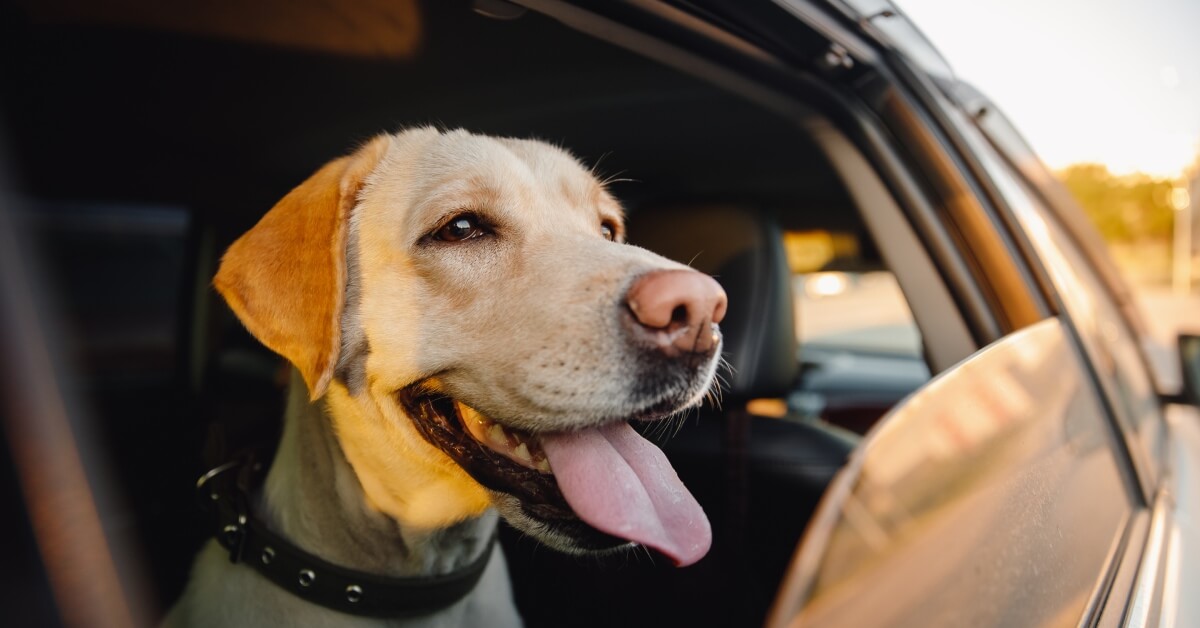 A golden Labrador sits in the back seat of a truck, smiling with its tongue out, looking through a halfway-opened window.